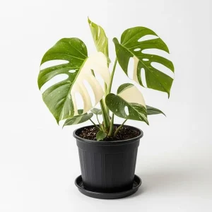 Rare Variegated Constellation Monstera Live Plant – 4-6 Inch Philodendron Houseplant - Image 2