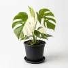 Rare Variegated Constellation Monstera Live Plant – 4-6 Inch Philodendron Houseplant - Image 1