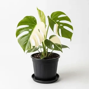 Rare Variegated Constellation Monstera Live Plant – 4-6 Inch Philodendron Houseplant - Image 1