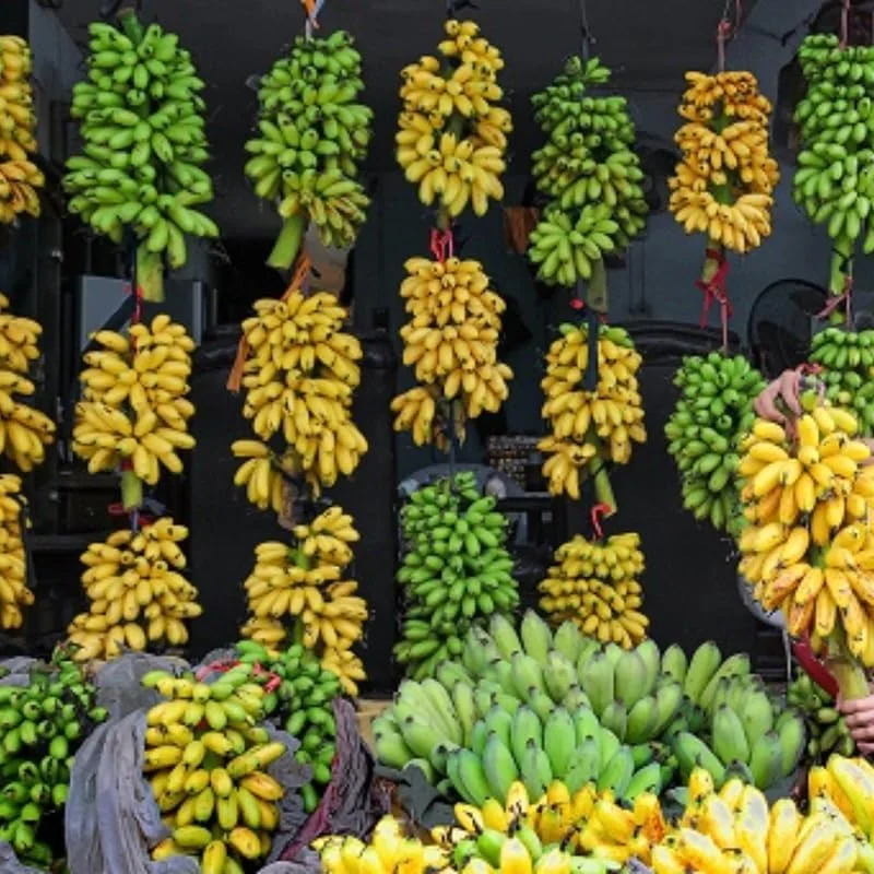 Rare Yellow Banana Plant Live for Planting - Cold Hardy Musa, 4-7" Tall - Image 4