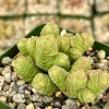 Rattlesnake Tail Crassula Columella Live Succulent Plant 4 inch Pot - Image 1