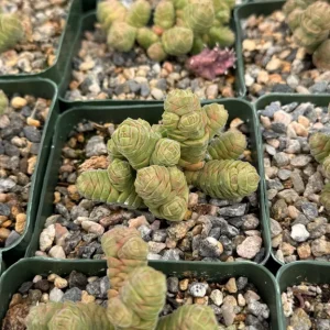 Rattlesnake Tail Crassula Columella Live Succulent Plant 4 inch Pot - Image 2