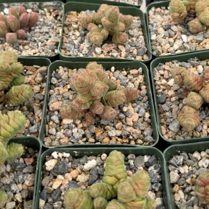 Rattlesnake Tail Crassula Columella Live Succulent Plant 4 inch Pot - Image 4