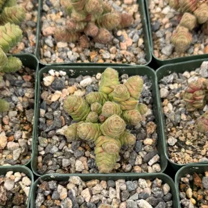 Rattlesnake Tail Crassula Columella Live Succulent Plant 4 inch Pot - Image 5