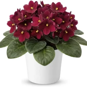 Red African Violet Live Plant, 4