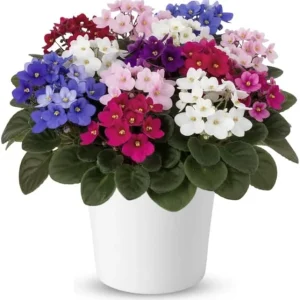Red African Violet Live Plant, 4