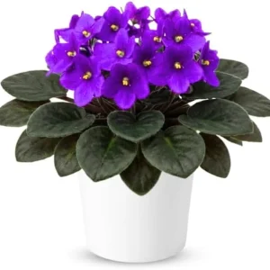 Red African Violet Live Plant, 4