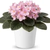 Red African Violet Live Plant, 4" Pot, Year-Round Blooming Indoor Houseplant - Image 1
