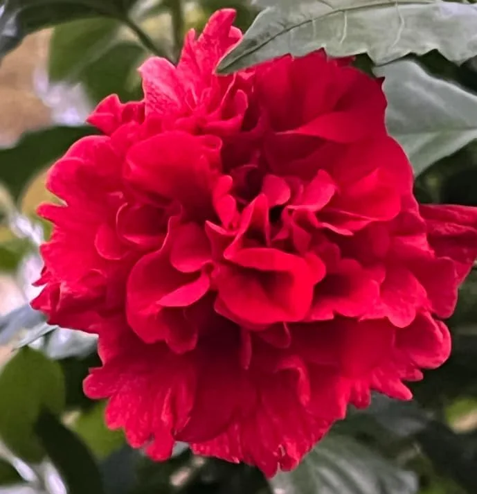 Red Althea Rose of Sharon Live Plant, Hardy Hibiscus Shrub, 6-12 Inch Tall, Outdoor - Image 1