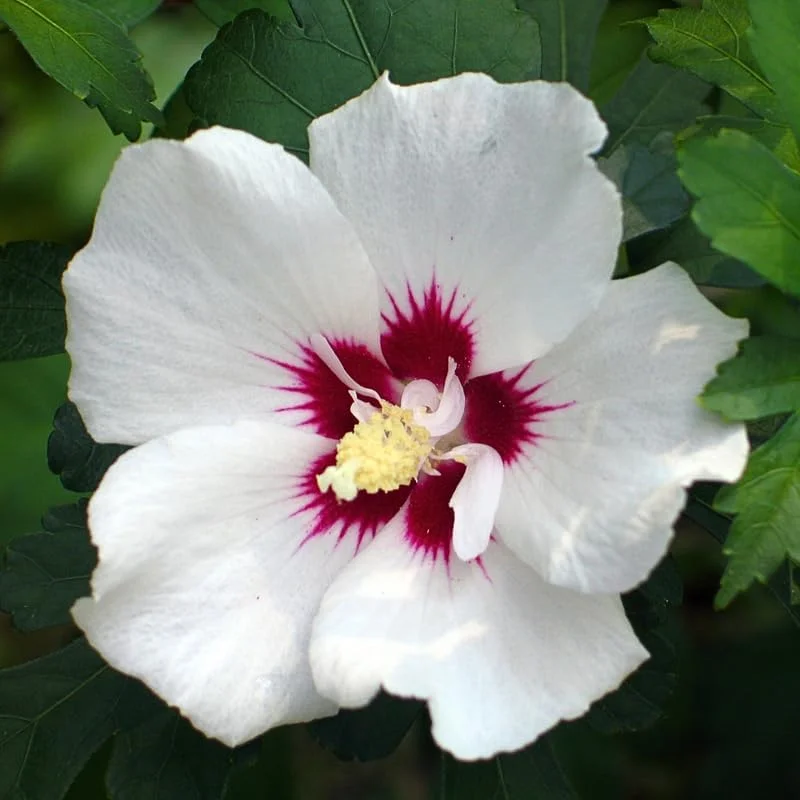 Red Althea Rose of Sharon Live Plant, Hardy Hibiscus Shrub, 6-12 Inch Tall, Outdoor - Image 4