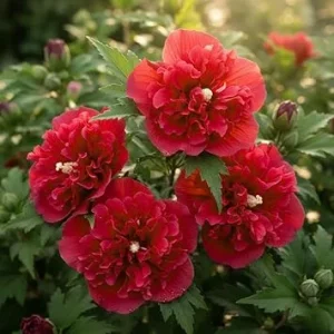 Red Althea Rose of Sharon Live Plants – 2 Bareroots, 1-2 Ft Tall, Winter Hardy Outdoor Shrub - Image 5