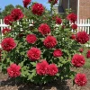 Red Althea Rose of Sharon Tree Live Plant, 1 Year Old Dormant Seedling, Quart Pot, Outdoor, Cold Hardy - Image 1