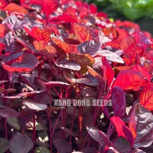 Red Amaranth Vietnamese Seeds – 7000 Seeds for Planting – Edible Greens - Image 1