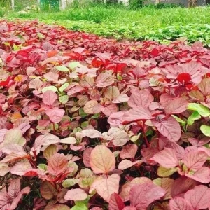 Red Amaranth Vietnamese Seeds – 7000 Seeds for Planting – Edible Greens - Image 5
