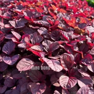 Red Amaranth Vietnamese Seeds – 7000 Seeds for Planting – Edible Greens - Image 6