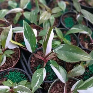 Red Anderson Philodendron Live Plant - Reddish Brown Variegated, 5-8