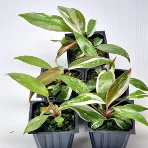 Red Anderson Philodendron Live Plant - Reddish Brown Variegated, 5-8