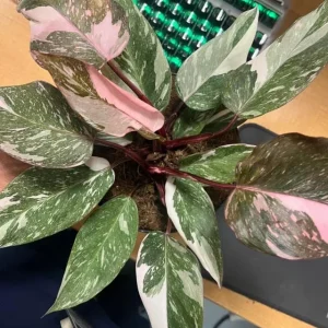 Red Anderson Philodendron Live Plant - Reddish Brown Variegated, 5-8