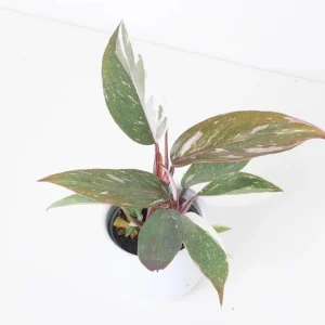 Red Anderson Philodendron Live Plant - Reddish Brown Variegated, 5-8
