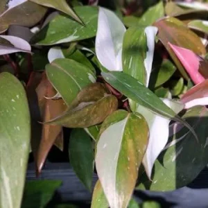 Red Anderson Philodendron Live Plant - Reddish Brown Variegated, 5-8