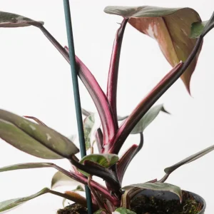 Red Anderson Philodendron Live Plant - Reddish Brown Variegated, 5-8