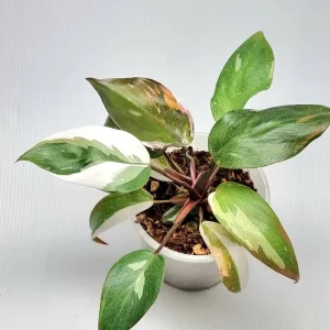 Red Anderson Philodendron Live Plant - Reddish Brown Variegated, 5-8