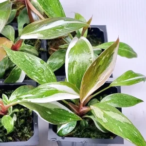 Red Anderson Philodendron Live Plant - Reddish Brown Variegated, 5-8