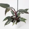 Red Anderson Philodendron Live Plant - Reddish Brown Variegated, 5-8" Tall - Image 1