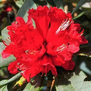 Red Azalea Live Plant – 9 Month Old Starter Shrub – Outdoor Growing - Image 2