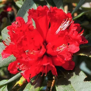 Red Azalea Live Plant – 9 Month Old Starter Shrub – Outdoor Growing - Image 4
