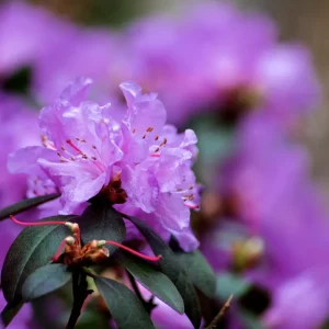 Red Azalea Live Plant - Hardy Flowering Shrub, 10 Inches Tall, Outdoor - Image 3