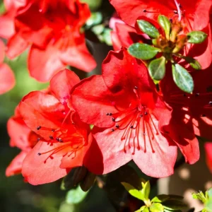 Red Azalea Live Plant - Hardy Flowering Shrub, 10 Inches Tall, Outdoor - Image 1
