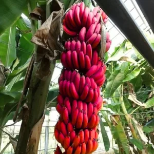 Red Banana Live Plant – Cold Hardy Musa – 4-7 inch Tall – Indoor/Outdoor - Image 2