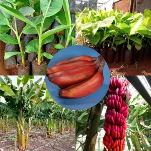 Red Banana Live Plant – Cold Hardy Musa – 4-7 inch Tall – Indoor/Outdoor - Image 3