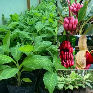 Red Banana Live Plant – Cold Hardy Musa – 4-7 inch Tall – Indoor/Outdoor - Image 4