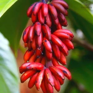 Red Banana Live Plant – Cold Hardy Musa – 4-7 inch Tall – Indoor/Outdoor - Image 6