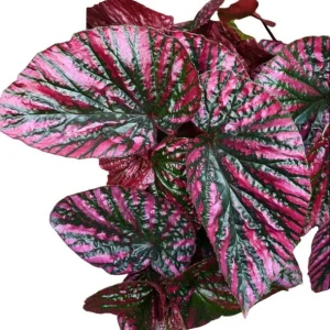 Red Begonia Brevirimosa Live Plant - Angel Wing Cane Begonia 5-7 Inch Tall Indoor/Outdoor - Image 2