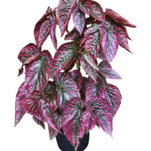 Red Begonia Brevirimosa Live Plant - Angel Wing Cane Begonia 5-7 Inch Tall Indoor/Outdoor - Image 4