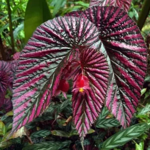 Red Begonia Brevirimosa Live Plant - Angel Wing Cane Begonia 5-7 Inch Tall Indoor/Outdoor - Image 5