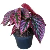 Red Begonia Brevirimosa Live Plant - Angel Wing Cane Begonia 5-7 Inch Tall Indoor/Outdoor - Image 1
