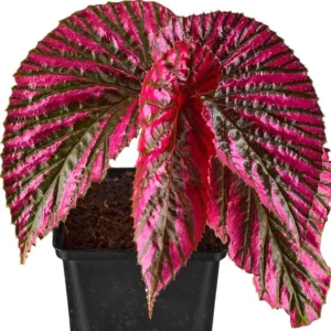 Red Begonia Brevirimosa Live Plant - Set of 2 Exotic Angel Wing Cane Begonias, 5-7 Inch Tall - Image 2