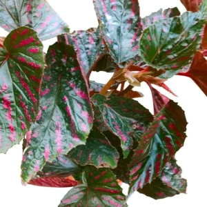 Red Begonia Brevirimosa Live Plant - Set of 2 Exotic Angel Wing Cane Begonias, 5-7 Inch Tall - Image 6