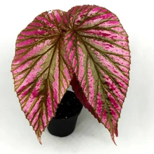 Red Begonia Brevirimosa Live Plant - Set of 2 Exotic Angel Wing Cane Begonias, 5-7 Inch Tall - Image 7