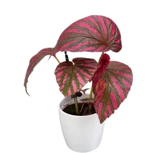 Red Begonia Brevirimosa Live Plant - Set of 2 Exotic Angel Wing Cane Begonias, 5-7 Inch Tall - Image 9