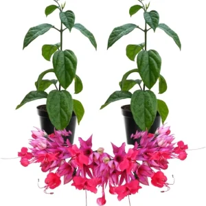 Red Bleeding Heart Live Plants - Set of 2, 4-6 Inches, Perennial Flowering Vine for Outdoor - Image 2
