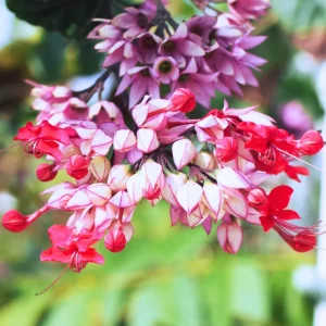 Red Bleeding Heart Plants Live, Clerodendrum, Perennial Shade Flower, 2-Pack, 4-6 Inch Tall - Image 2