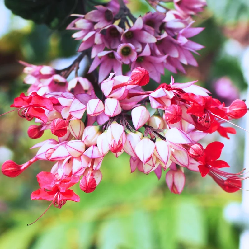 Red Bleeding Heart Plants Live, Clerodendrum, Perennial Shade Flower, 2-Pack, 4-6 Inch Tall - Image 2