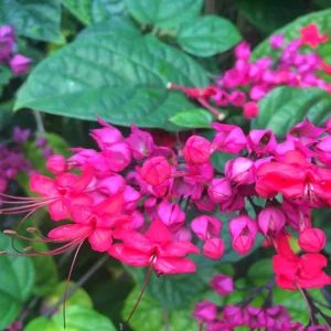 Red Bleeding Heart Plants Live, Clerodendrum, Perennial Shade Flower, 2-Pack, 4-6 Inch Tall - Image 3