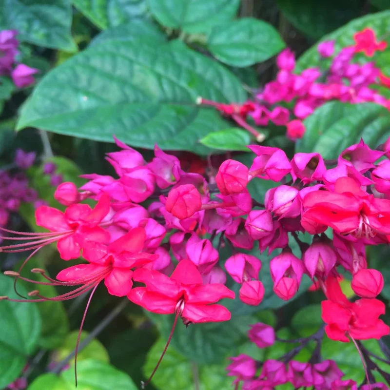 Red Bleeding Heart Plants Live, Clerodendrum, Perennial Shade Flower, 2-Pack, 4-6 Inch Tall - Image 3