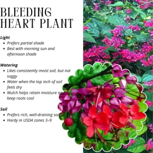 Red Bleeding Heart Plants Live, Clerodendrum, Perennial Shade Flower, 2-Pack, 4-6 Inch Tall - Image 5